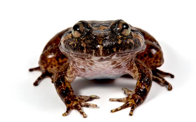 Ugly Brown Frog