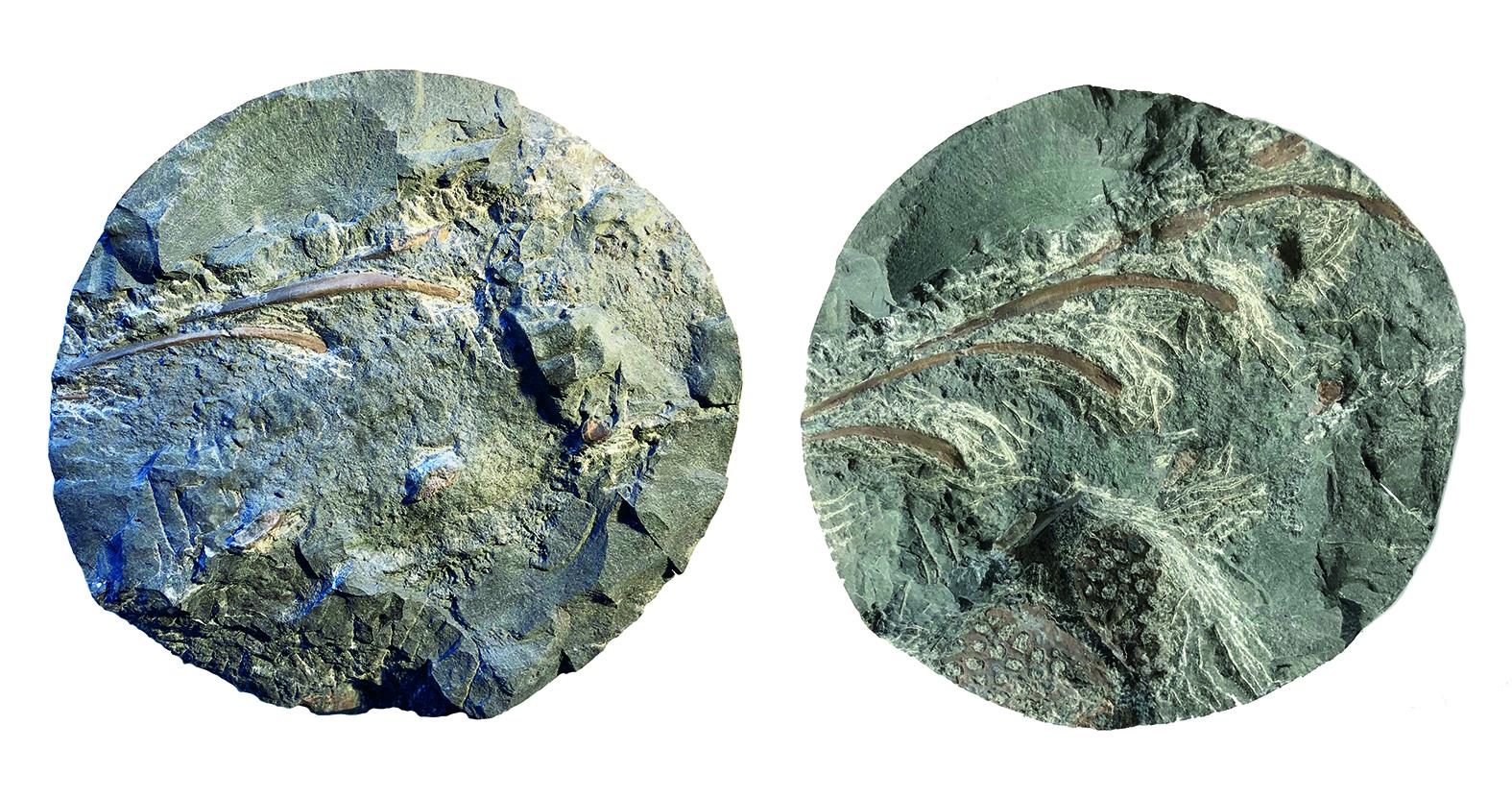 Das Fossilfragment nach 4 Stunden Präparation (links) und zum heutigen Stand. Der Bohrkerndurchmesser beträgt 96 Millimeter.